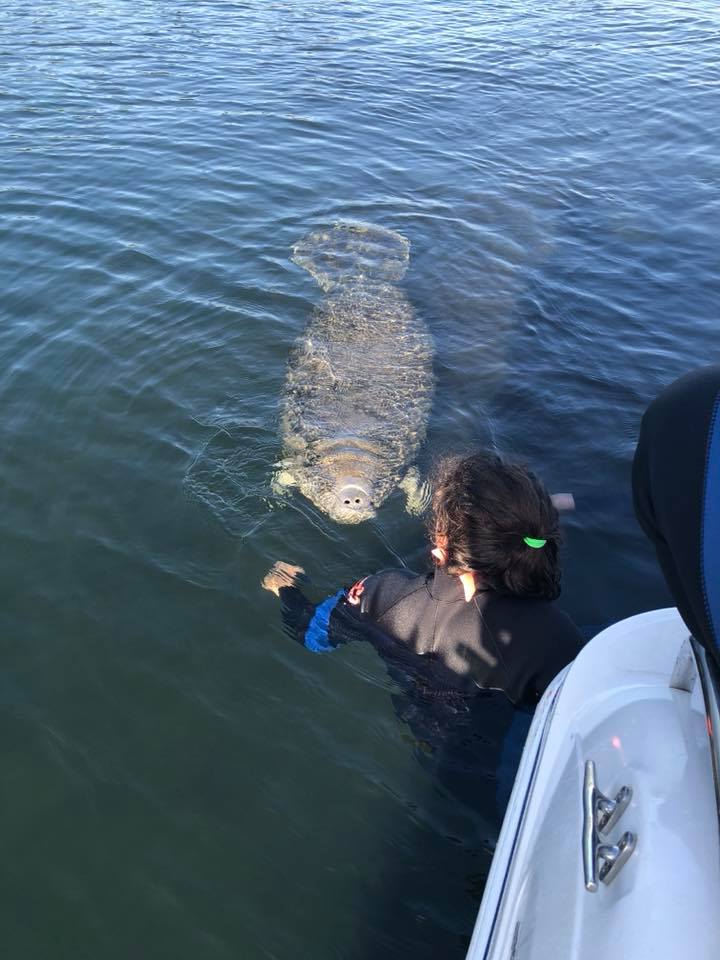 manateeEncounter