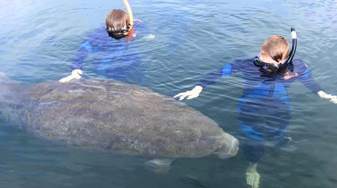 manateeEncounter2